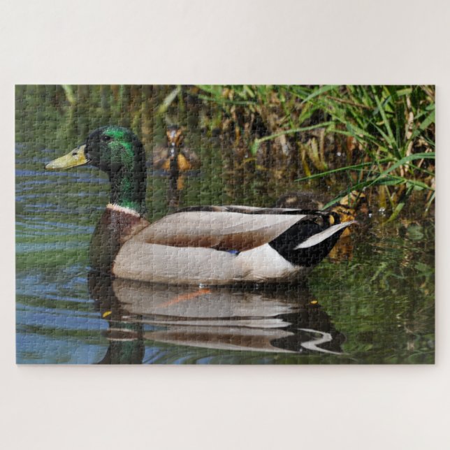 Mallard Drake Ducklings Fotografie Puzzle (Horizontal)