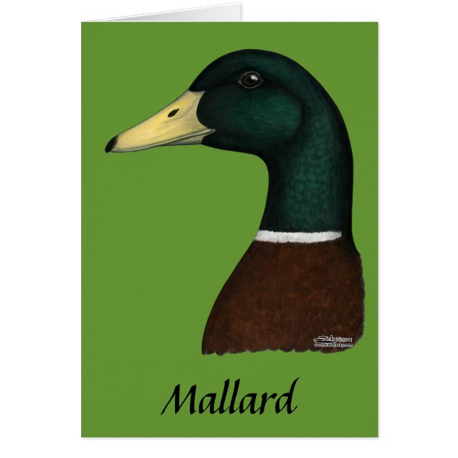Mallard Drake Head (Vorne)