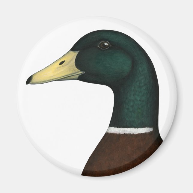 Mallard Drake Head Magnet (Vorne)