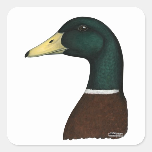 Mallard Drake Head Quadratischer Aufkleber (Vorderseite)
