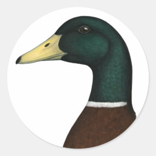 Mallard Drake Head Runder Aufkleber