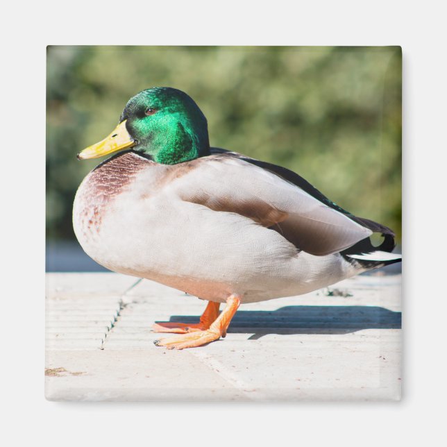 Mallard Drake Magnet (Vorne)