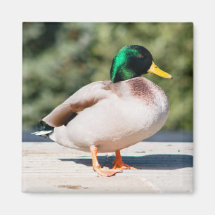 Mallard Drake Magnet