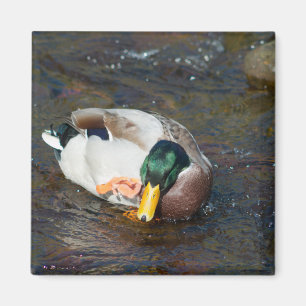 Mallard Drake Magnet