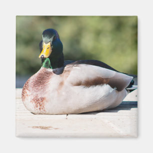 Mallard Drake Magnet