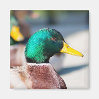 Mallard Drake