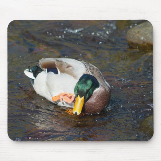 Mallard Drake Mousepad (Vorne)