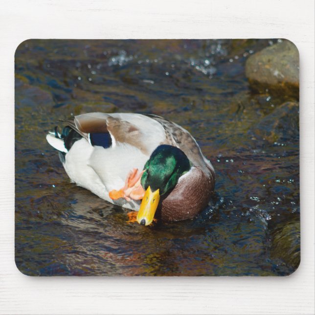 Mallard Drake Mousepad (Vorne)