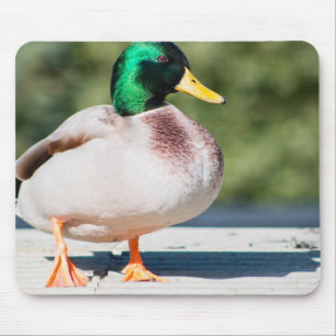 Mallard Drake Mousepad