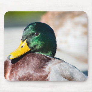 Mallard Drake Mousepad