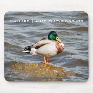 Mallard Drake Mousepad