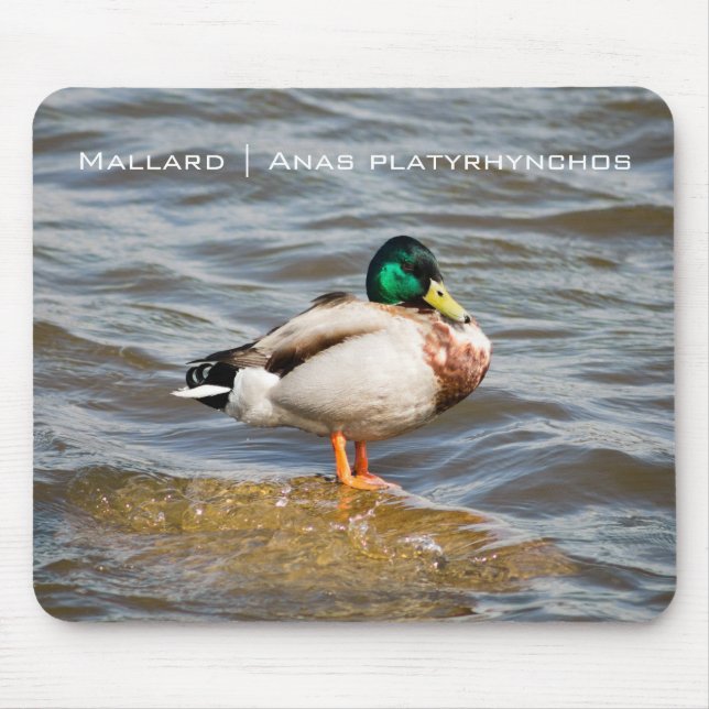 Mallard Drake Mousepad (Vorne)