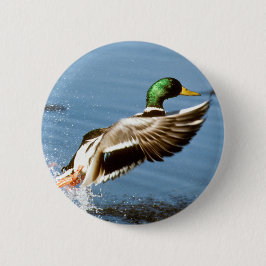 Mallard Drake nimmt Flug Button