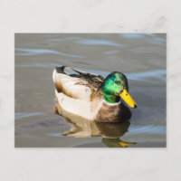 Mallard Drake Post Card