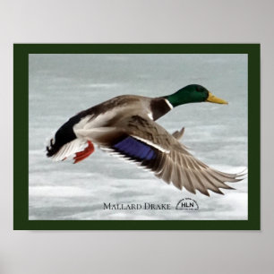 Mallard Drake Poster