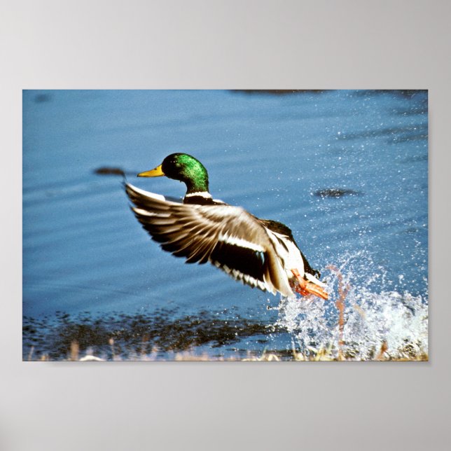 Mallard Drake Poster (Vorne)