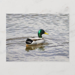 Mallard Drake Postkarte