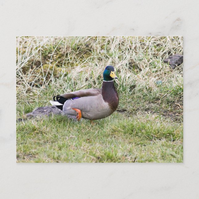Mallard Drake Postkarte (Vorderseite)