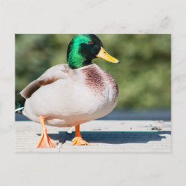 Mallard Drake Postkarte