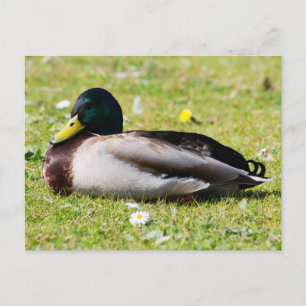 Mallard Drake Postkarte
