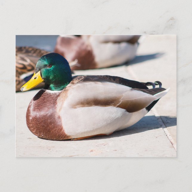 Mallard Drake Postkarte (Vorderseite)