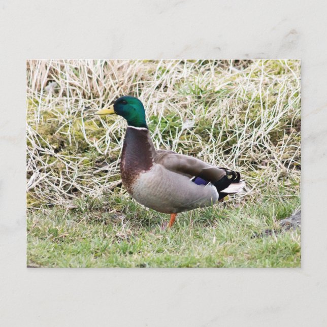 Mallard Drake Postkarte (Vorderseite)