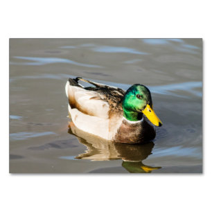 Mallard Drake Tischnummer