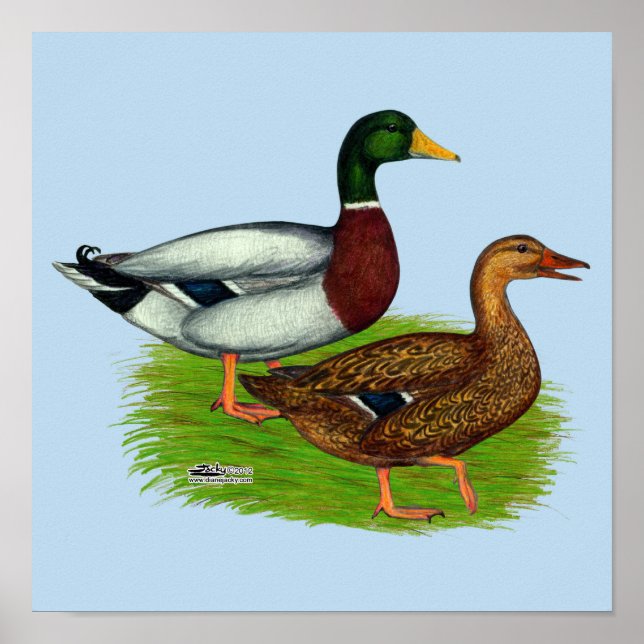 Mallard Drake und Duck Poster (Vorne)