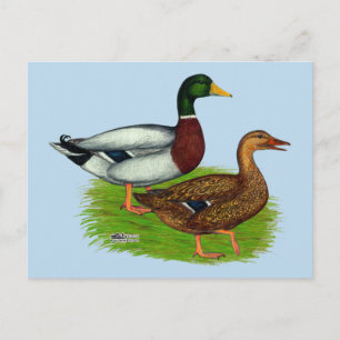 Mallard Drake und Duck Postkarte