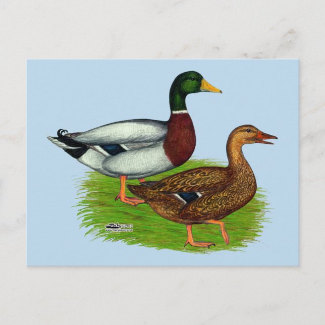 Mallard Drake und Duck Postkarte (Vorderseite)
