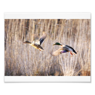Mallard Drake und Hen Print Fotodruck