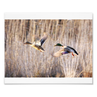 Mallard Drake und Hen Print Fotodruck