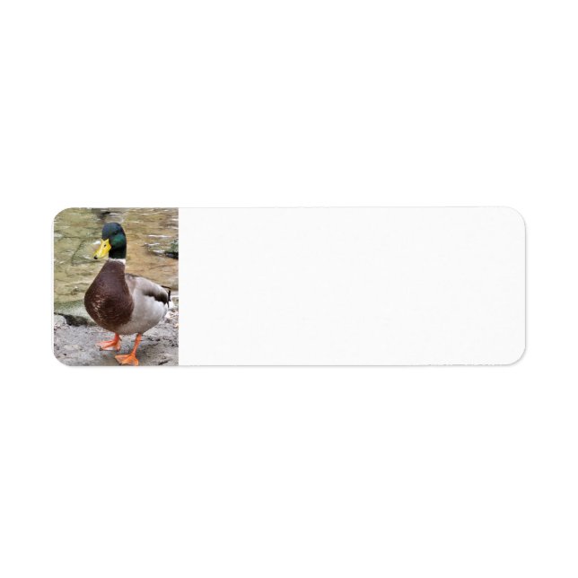 Mallard Duck (Vorne)