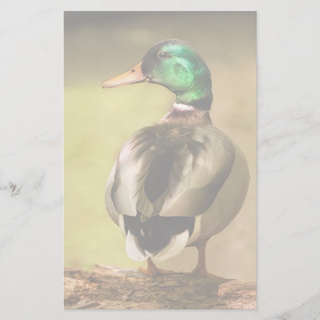 Mallard Duck (Vorderseite)