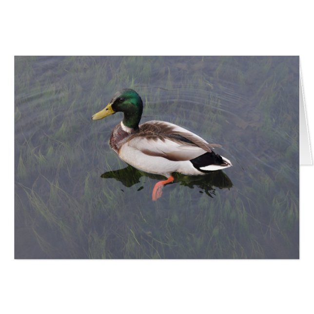 Mallard Duck (Vorderseite (Horizontal))
