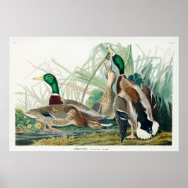 Mallard Duck, 1834, From the Birds of America Poster
