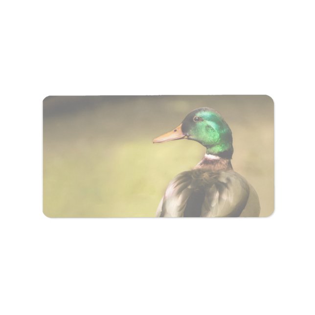 Mallard Duck Adressaufkleber (Vorne)