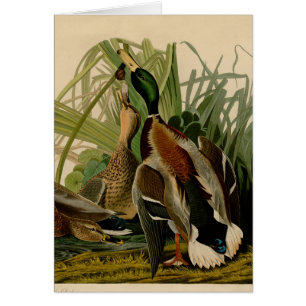 Mallard Duck Audubon Bird Malerei