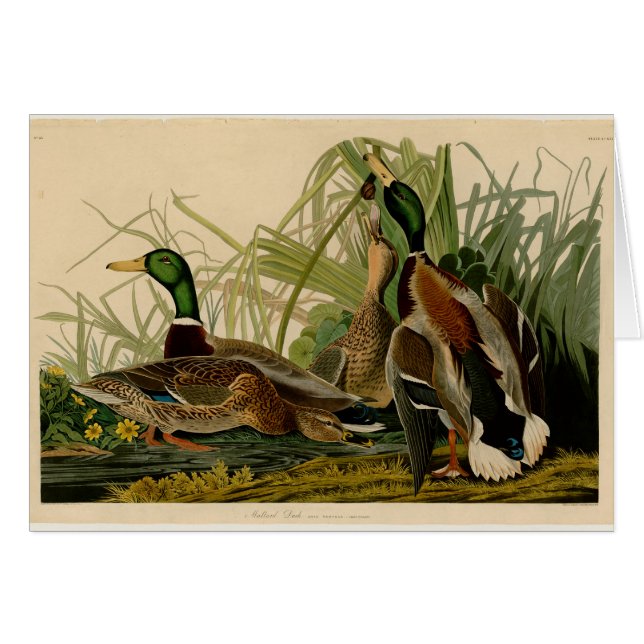 Mallard Duck Audubon Bird Malerei (Vorderseite (Horizontal))