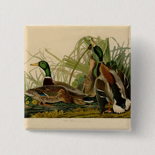Mallard Duck Audubon Bird Malerei Button