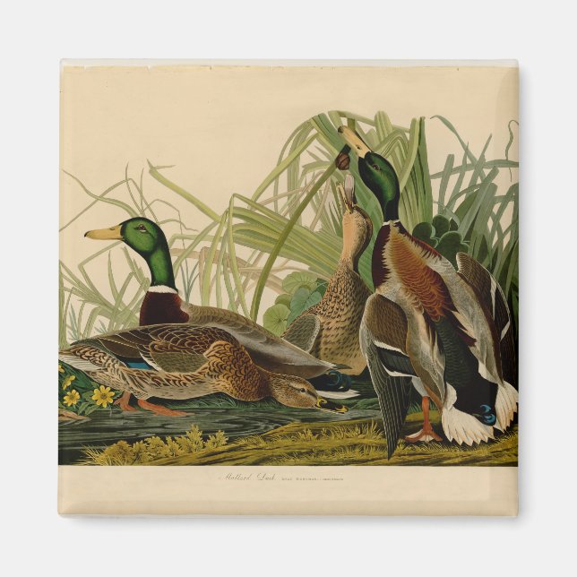 Mallard Duck Audubon Bird Malerei Magnet (Vorne)