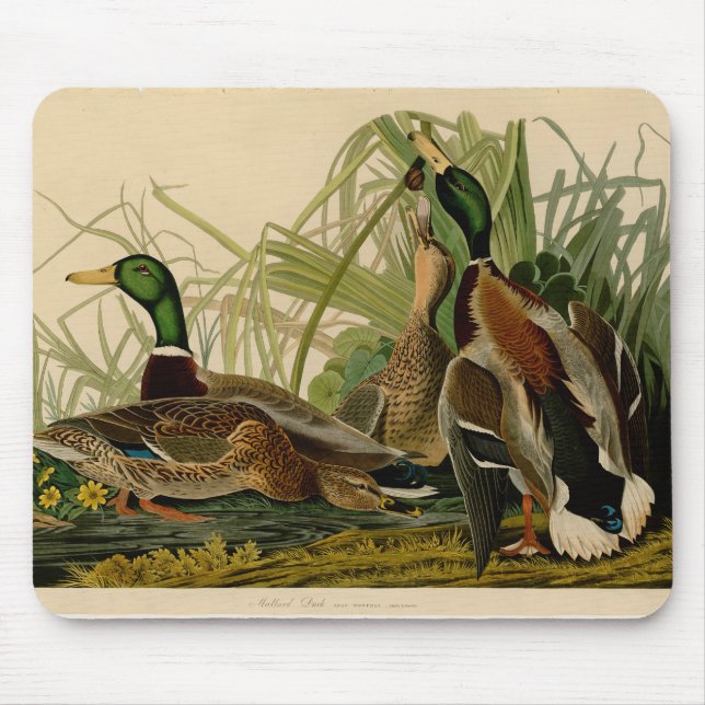 Mallard Duck Audubon Bird Malerei Mousepad (Vorne)