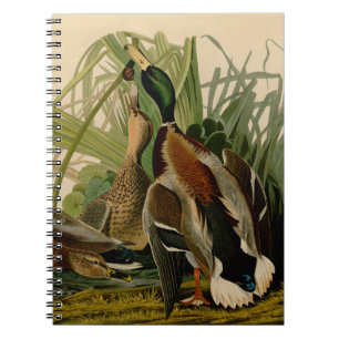 Mallard Duck Audubon Bird Malerei Notizblock
