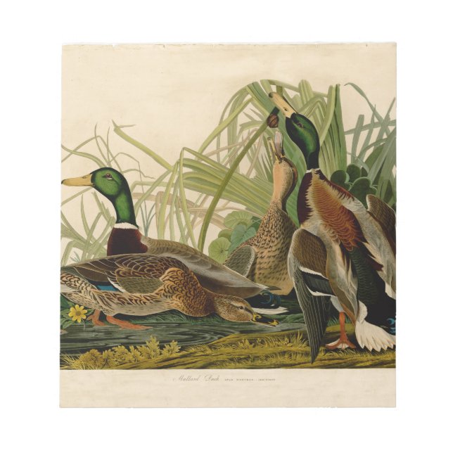 Mallard Duck Audubon Bird Malerei Notizblock (Vorderseite)