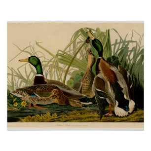Mallard Duck Audubon Bird Malerei Poster