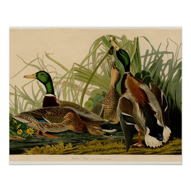 Mallard Duck Audubon Bird Malerei Poster (Vorderseite)