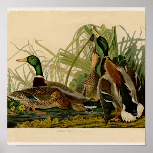 Mallard Duck Audubon Bird Malerei Poster