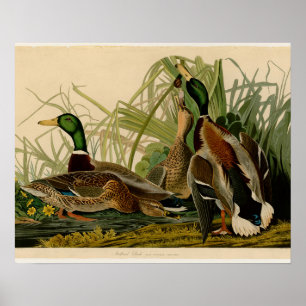Mallard Duck Audubon Bird Malerei Poster