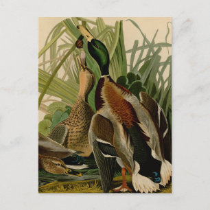 Mallard Duck Audubon Bird Malerei Postkarte