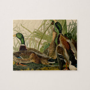 Mallard Duck Audubon Bird Malerei Puzzle